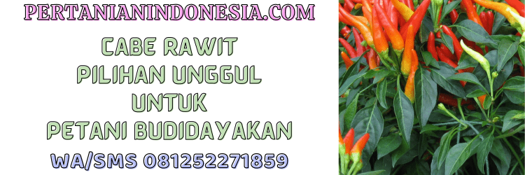 cabe rawit,cabe,cabai,cabai rawit,pertanian indonesia